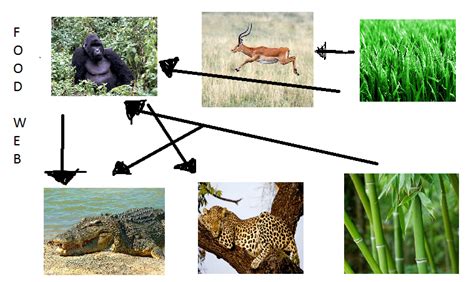 Gorilla Food Chain - What Animal Eats a Gorilla? - Primates Park