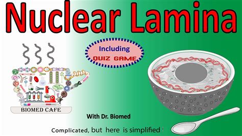 Nuclear Lamina: Structure and Function - YouTube