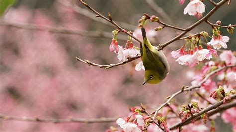 Fonds d'écran Printemps, sakura rose, oiseau 1920x1080 Full HD 2K image