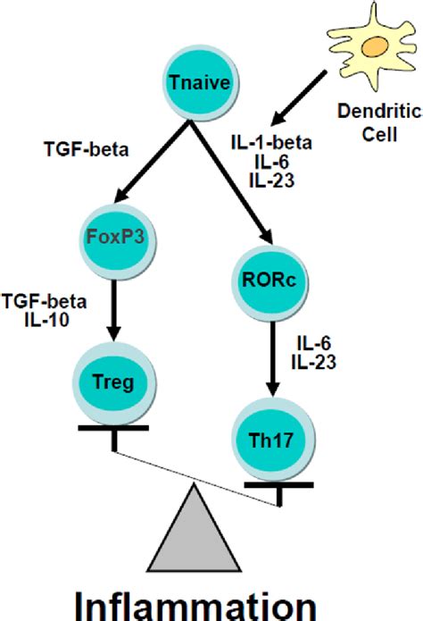 Cytokine Network Pathway | Semantic Scholar