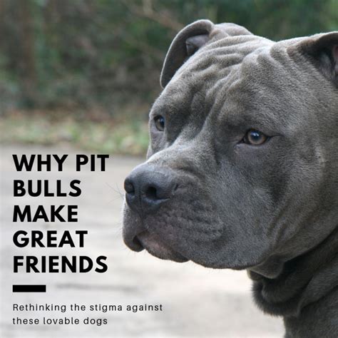 How Often Do Pit Bulls Attack