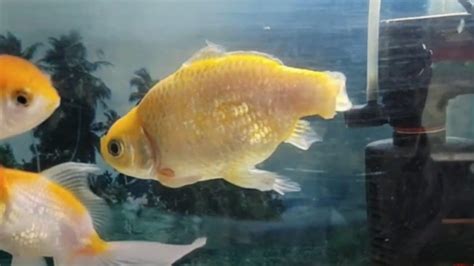 Goldfish Fin Rot: Reasons, Symptoms, How To Treat Fin Rot In Aquarium Fish?