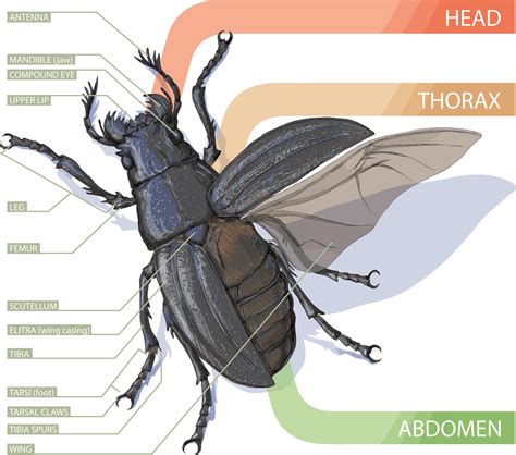 Coleoptera Anatomy