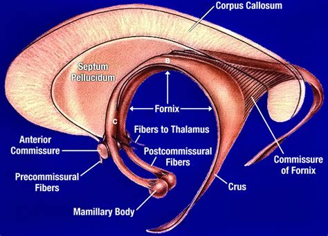 Resultado de imagem para the fornx posterior pillar | Medical knowledge ...