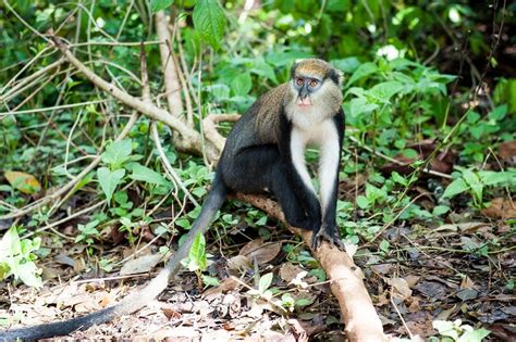 Mona Monkey, Cercopithecus mona - New England Primate Conservancy