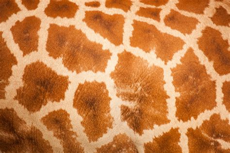 Giraffe Skin Pattern Free Stock Photo - Public Domain Pictures