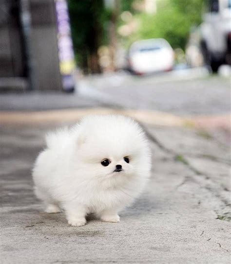 Tiny White Pomeranian:) | Cute fluffy dogs, Cute animals, Cute dogs