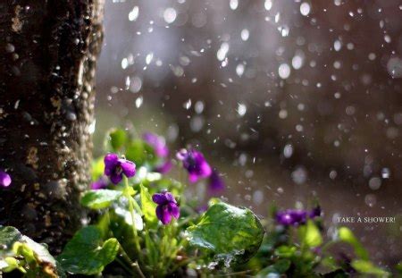 APRIL SHOWERS - Flowers & Nature Background Wallpapers on Desktop Nexus ...