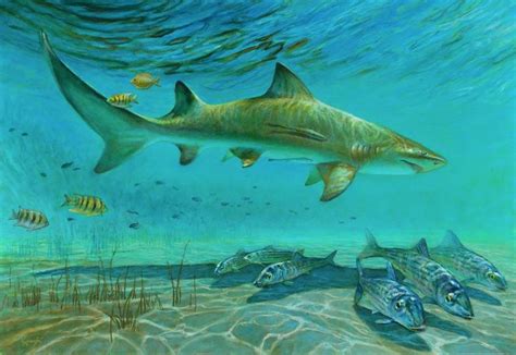 Lemon Shark At Pirates Point Painting by Richard Kaminski | Saatchi Art