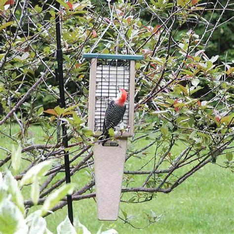 The Best Suet Feeder - A Guide to Purchasing Feeders for Woodpeckers, Nuthatches, and Chickadees