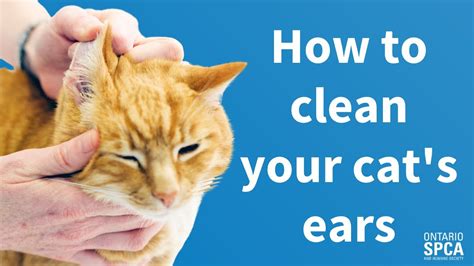 Pet Tips: How to clean your cat's ears - YouTube