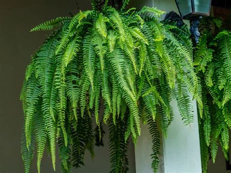 Hanging Fern Care Guide – Where Do Hanging Ferns Grow Best