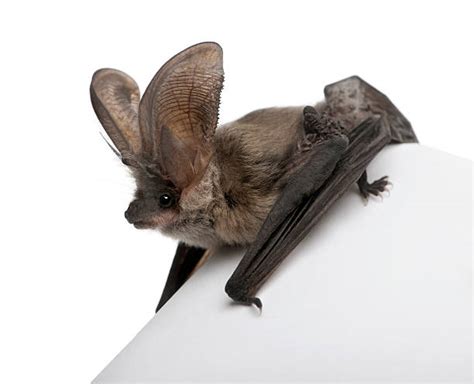 Bat Ears Stock Photos, Pictures & Royalty-Free Images - iStock