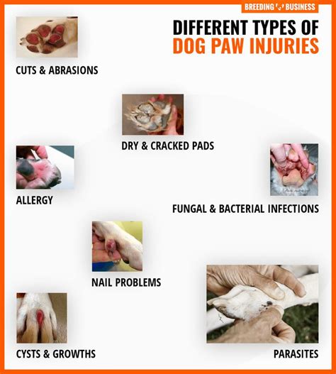 cat paw fungal infections - Increasing Size Weblogs Efecto