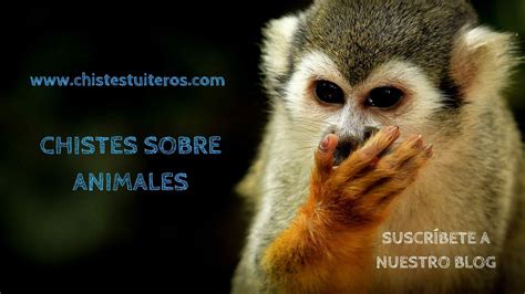 Chistes buenos de animales – ⚡ Chistes tuiteros ⚡