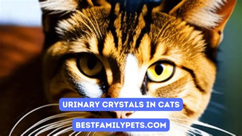 Urinary Crystals in Cats: Treatment Options - Best Family Pets