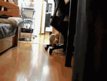 Cat Stalker GIF - Stalker Cat - Discover & Share GIFs