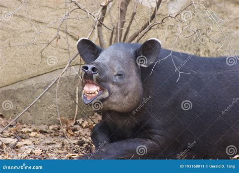 Baird`s Tapir Shows Teeth 703087 Stock Image - Image of funny, tapirus: 193168011