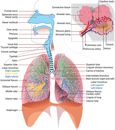 AQUA: 5 Organ Pernapasan Manusia beserta Fungsinya bagi Tubuh