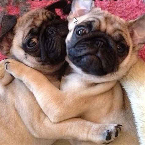 14 Pugs That Love To Hug!