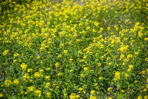 Black Mustard (Brassica nigra): Care & Growing Guide