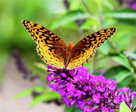 Butterfly on Lavender Photograph by Bob Jensen - Fine Art America