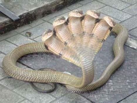 5 Headed snake in India