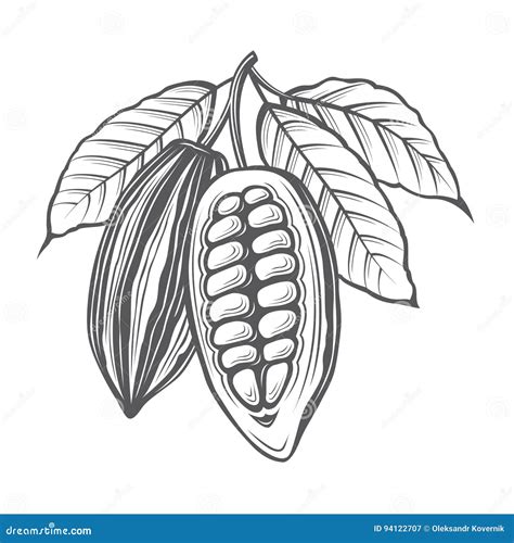 Ejemplo De Los Granos De Cacao Ilustración del Vector - Ilustración de ...