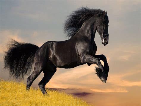 HORSE Yearly Horoscope 2022 – Feng Shui Predictions for Money, Finance ...