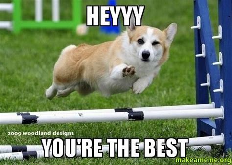 Heyyy you're the best - | Make a Meme | Corgi, Funny animals, Funny dogs