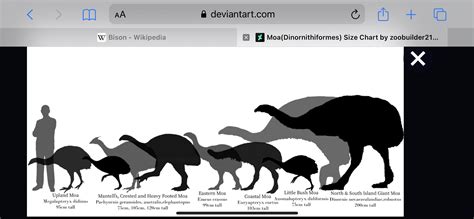 A size comparison of all the nine currently recognized Moas ...