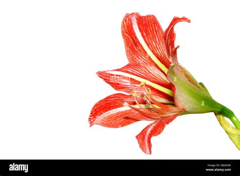 Lily bulb rot Cut Out Stock Images & Pictures - Alamy