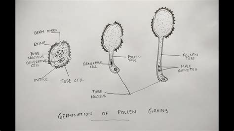 Germination of pollen grain diagram class 12 cbse - YouTube