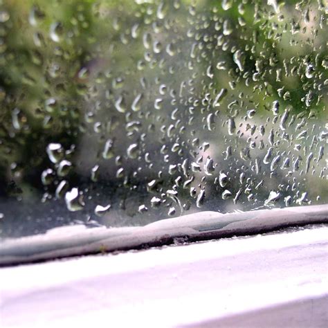 rain drops Free Photo Download | FreeImages