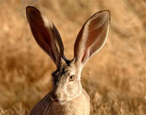 Free picture: black, tailed, jackrabbit, lepus, californicus