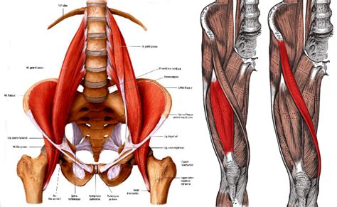 Hip Flexor Stretches May Not Loosen Your Hips, But Doing This Will | The PTDC