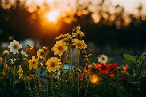 Flores Durante La Hora Dorada · Foto de stock gratuita