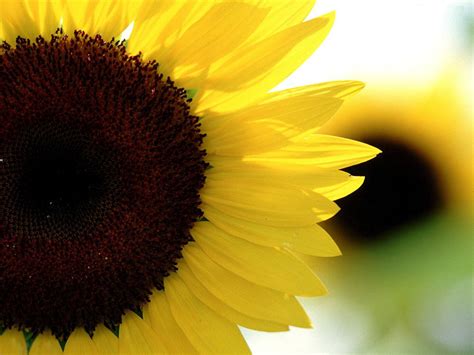 🔥 [50+] 3D Sunflower Wallpapers | WallpaperSafari