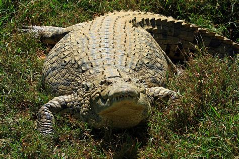 Nile Crocodile - Africa Photograph by Aidan Moran - Pixels