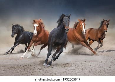 Wild Horses Running Free