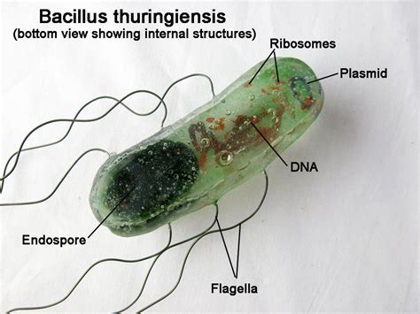 Bacillus thuringiensis ~ Everything You Need to Know with Photos | Videos