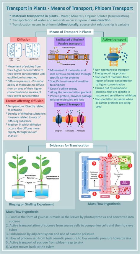 Phloem Transport: Meaning, Mechanism, Evidence, Questions & Videos