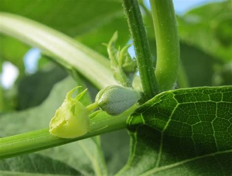 chayote female flower | School garden, Green vegetables, Green leafy ...