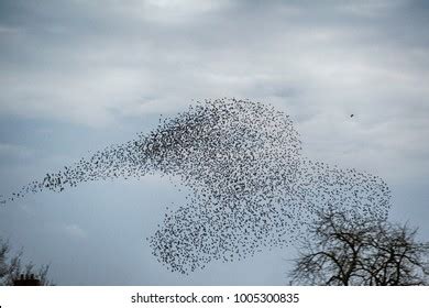 Starling Murmuration Formation Bird Prey Stock Photo 1005300835 ...