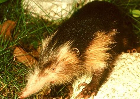 Cuban solenodon | Atopogale cubana