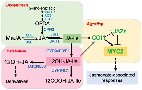 IJMS | Free Full-Text | Jasmonates and Plant Salt Stress: Molecular ...