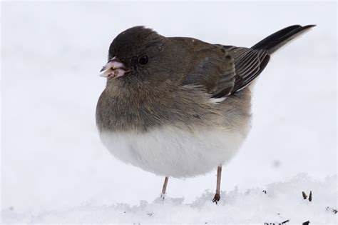 January Bird of the Month: Dark-eyed Junco - Awbury Arboretum ...