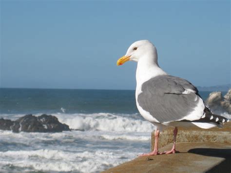 Mariam In The City: Ocean Beach Bird