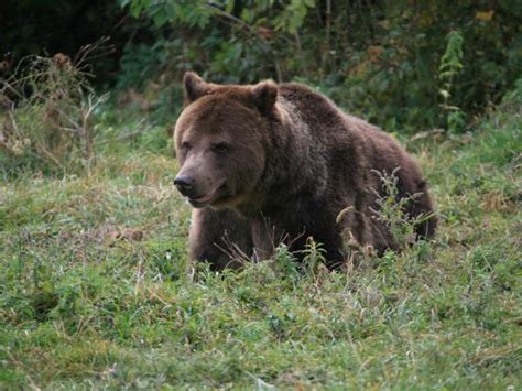 Wildlife holidays in Romania