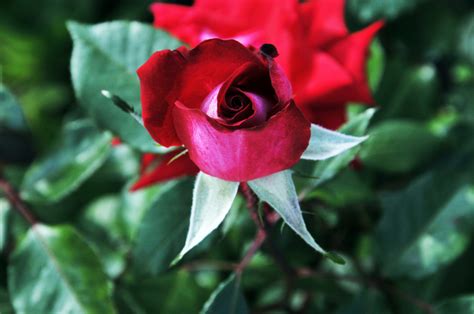 Red Rose Bud Free Stock Photo - Public Domain Pictures